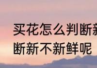 买花怎么判断新不新鲜呢 买花怎如何断新不新鲜呢